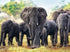 African Elephants Diamond Painting Kit